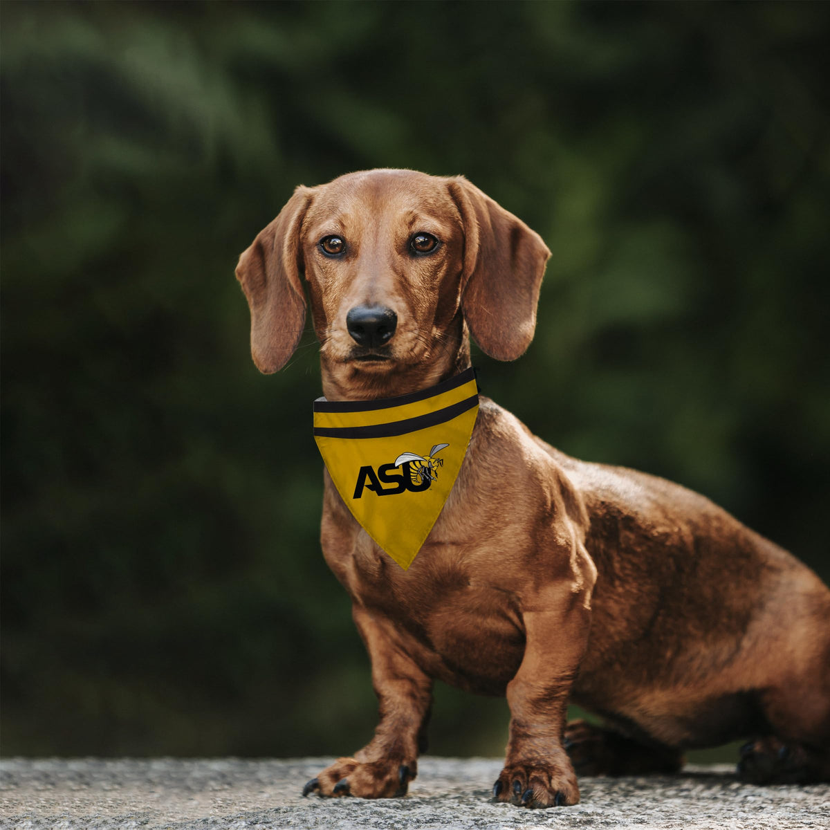 Alabama State University Pet Bandana 14.75 x 9.5 inch