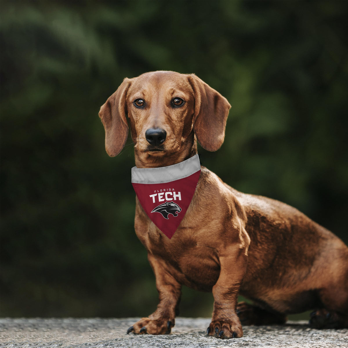 Florida Institute of Technology Pet Bandana 14.75 x 9.5 inch
