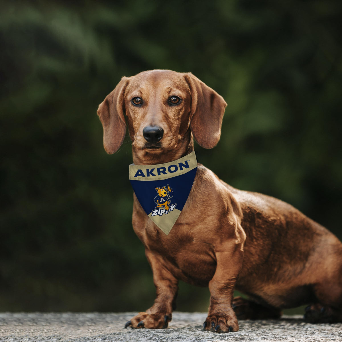 University of Akron Pet Bandana 14.75 x 9.5 inch