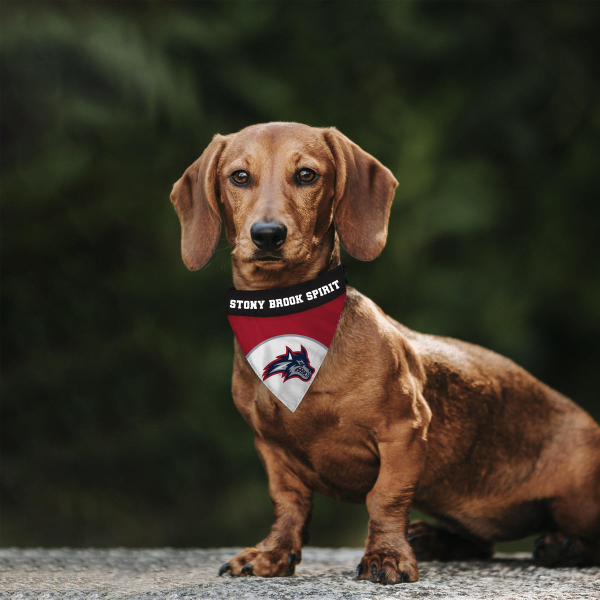 AGAS Stony Brook Seawolves Pet Bandana 14.75 x 9.5 inch – Single Sided Printed Polyester Stony Brook Spirit Design – Official NCAA SBU Product – Pet Bandana with Collar Sleeve No Collar Included