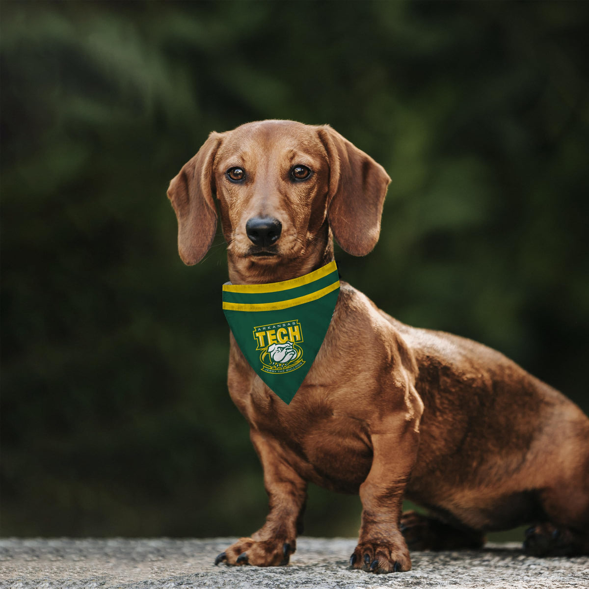 Arkansas Tech University Pet Bandana 14.75 x 9.5 inch