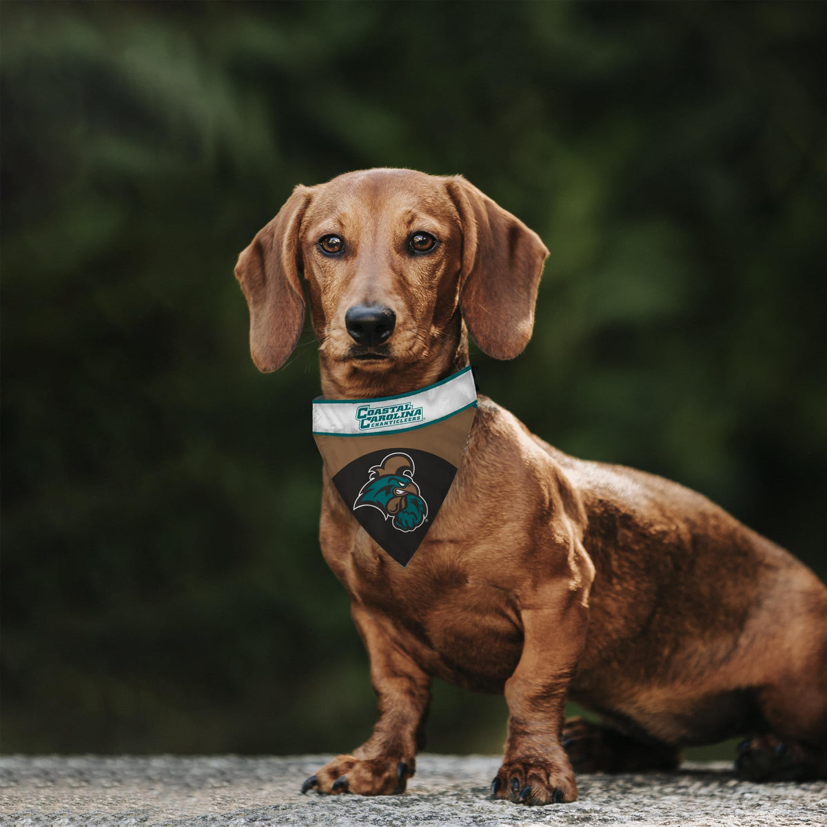 AGAS Coastal Carolina University Pet Bandana 14.75 x 9.5 inch – Single Sided Printed Polyester Chanticleers Wordmark Design – Officially Licensed Coastal Carolina Chanticleers Pet Bandana