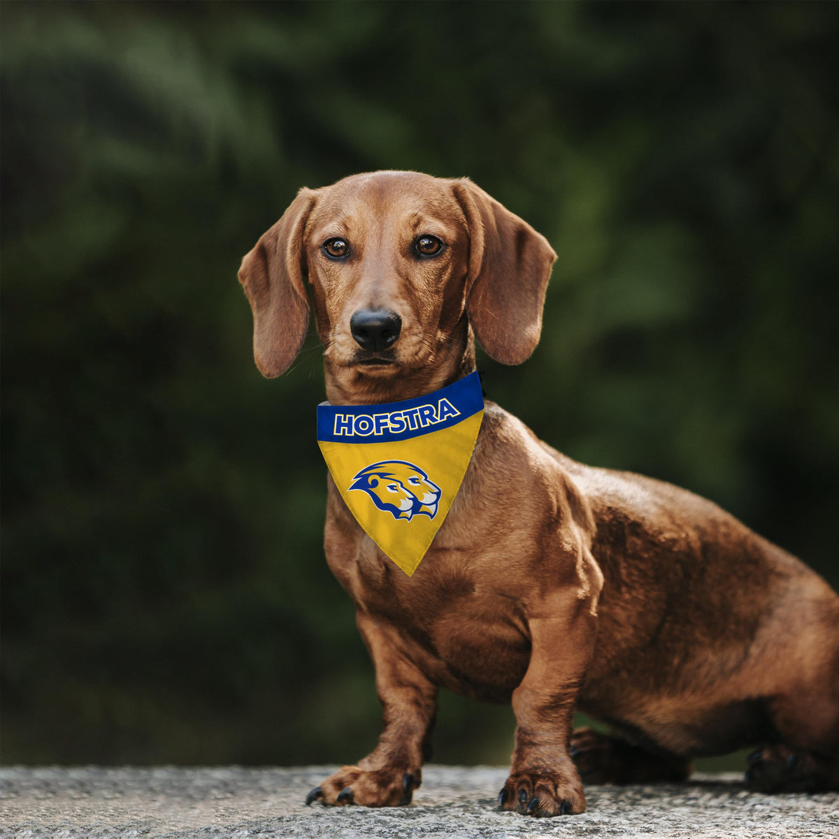 Hofstra University Pet Bandana 9.75 x 6.5 inch