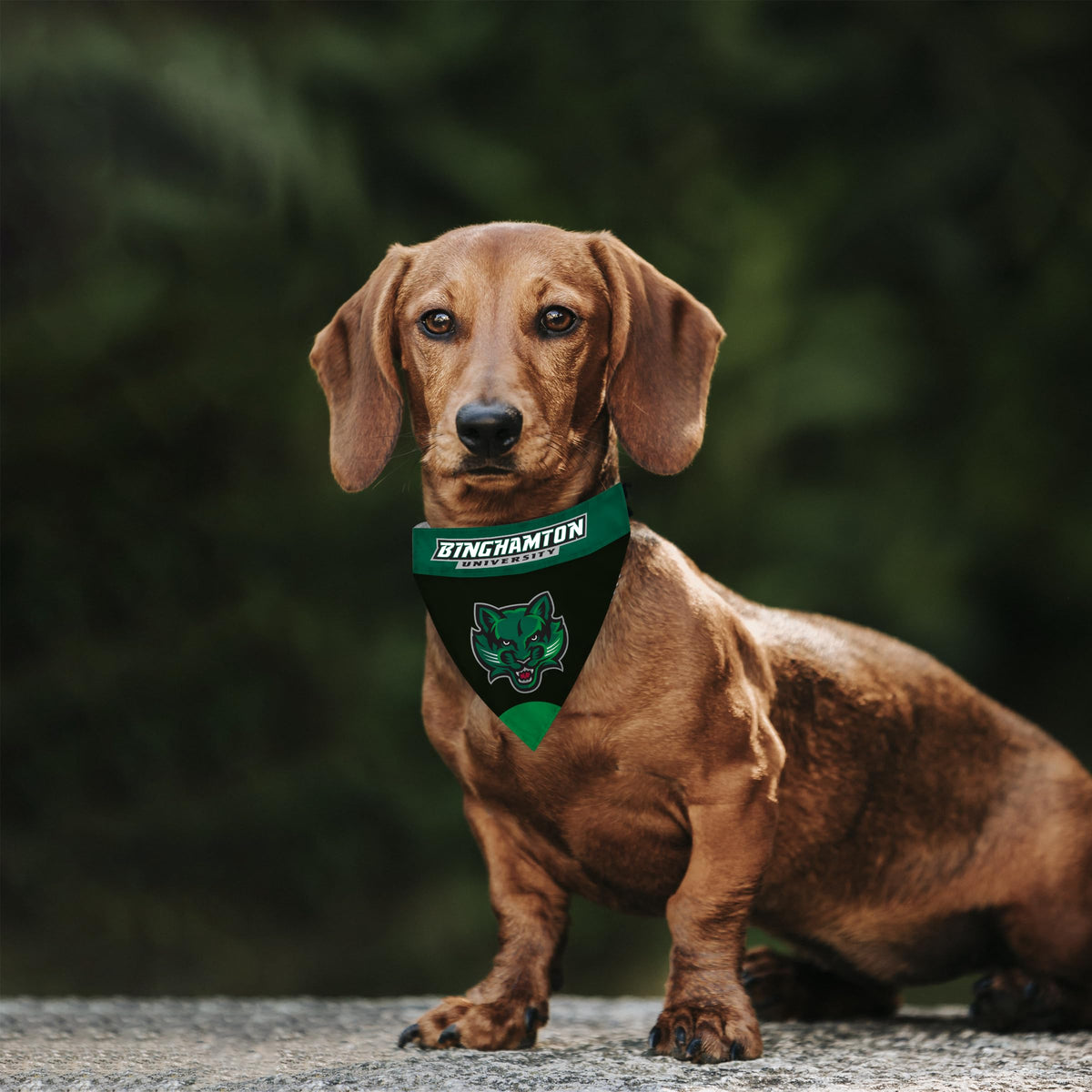 AGAS Binghamton University Pet Bandana 14.75 x 9.5 inch – Single Sided Printed Polyester BU Bearcats Mascot Design – Official NCAA Binghamton Bearcats Product – Pet Bandana