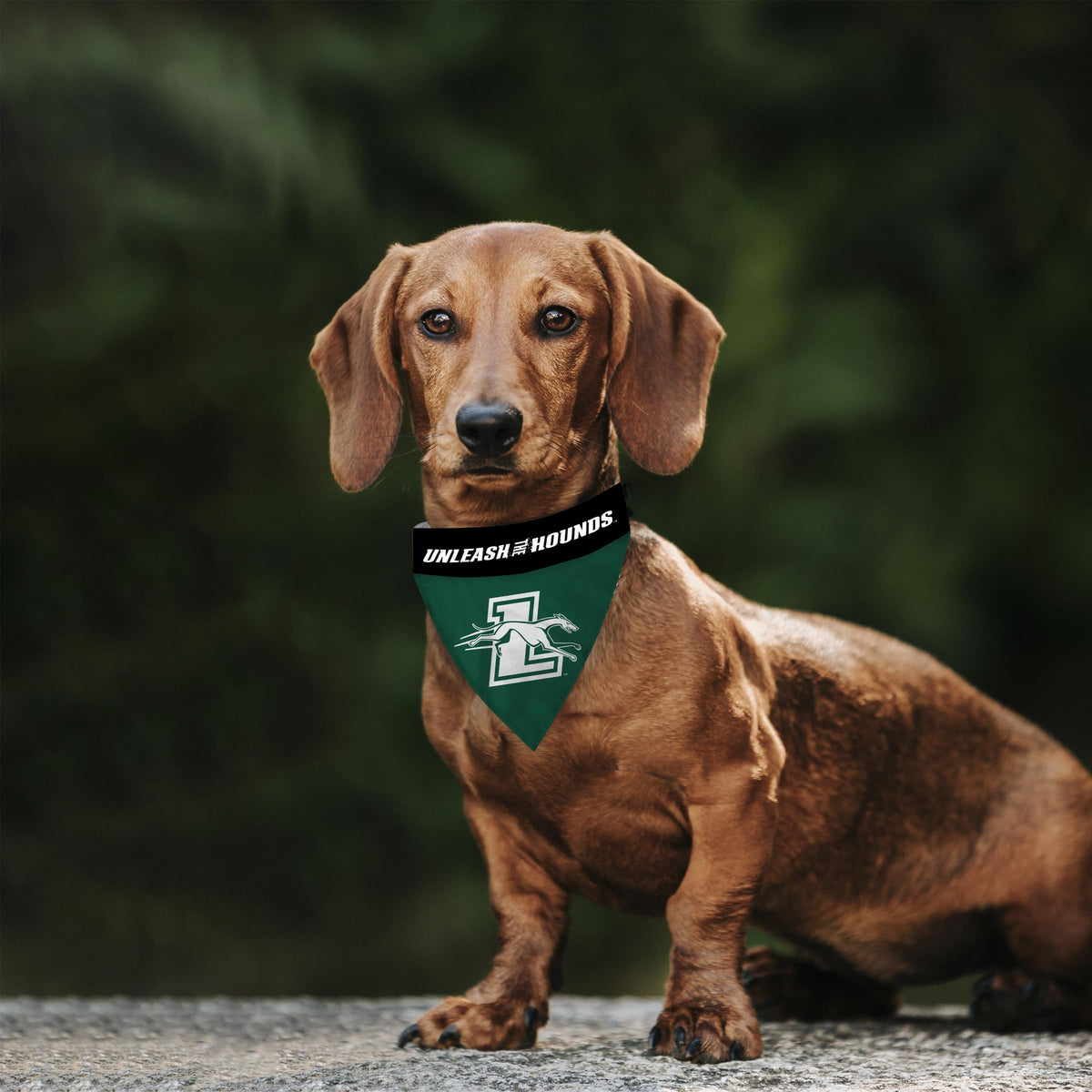 Loyola Maryland University Pet Bandana 14.75 x 9.5 inch