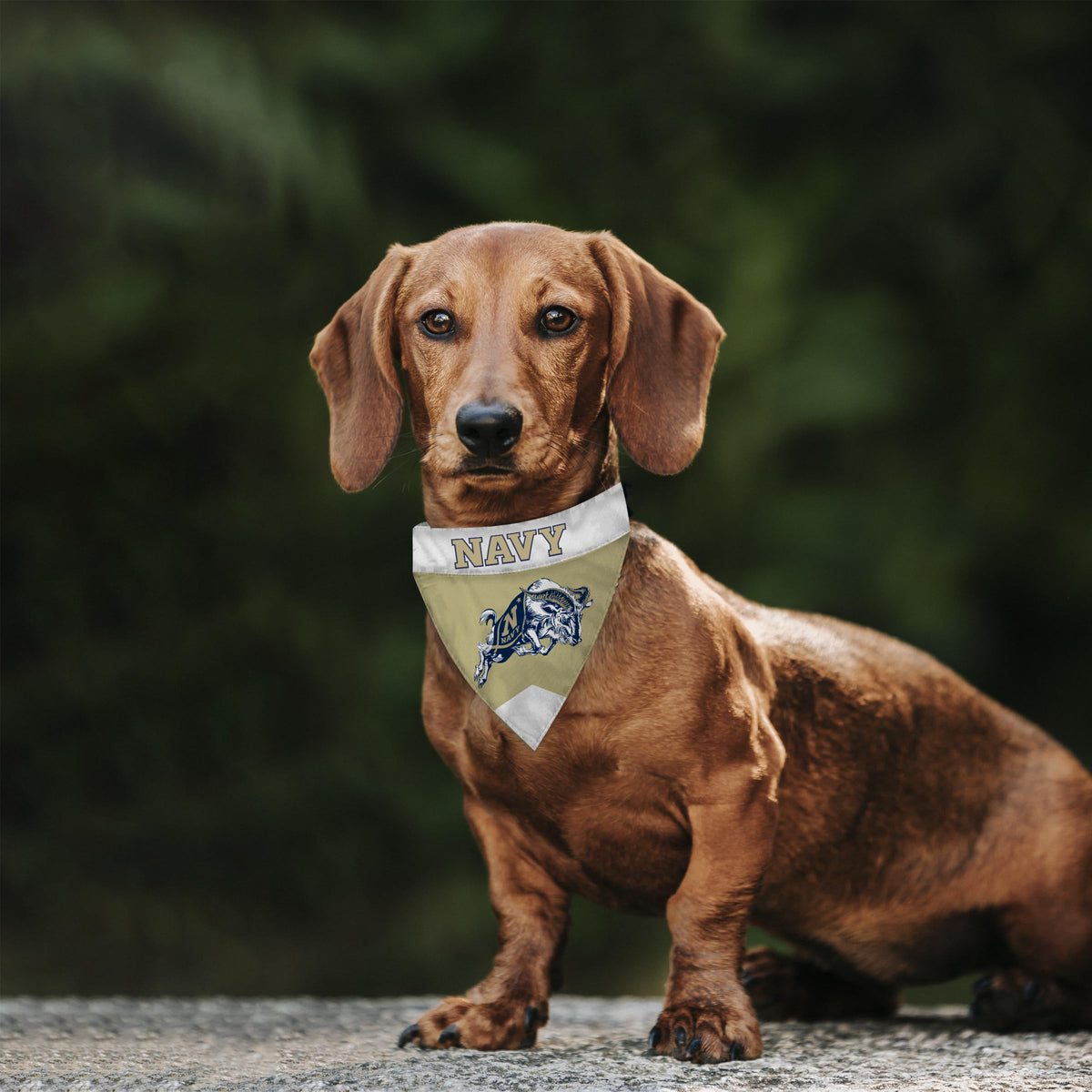 AGAS United States Naval Academy Pet Bandana 9.75 x 6.5 inch – Single Sided Printed Polyester Wordmark Design – Officially Licensed Navy Midshipmen Pet Bandana